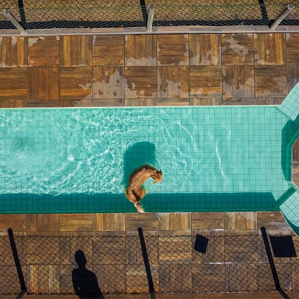 Piscina pet na Pousada A Mata que Canta - Foto: Divulgação