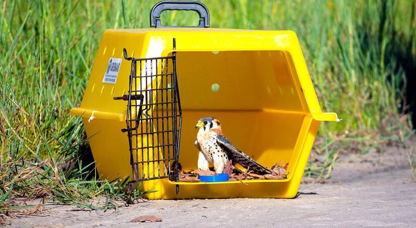 46 animais silvestres reabilitados foram soltos em Itanhaém (Foto: Divulgação/Gremar)