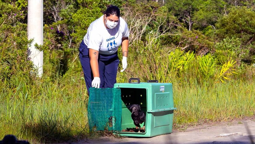 46 animais silvestres reabilitados foram soltos em Itanhaém (Foto: Divulgação/Gremar)