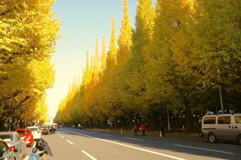 Icho Namiki Avenue, no Japão