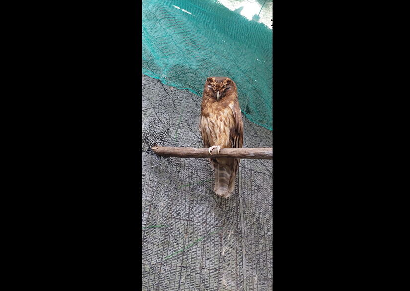 A Coruja-do-mato (Strix virgata) colidiu com um prédio / Fotos: Cetas Juréia-Peruíbe