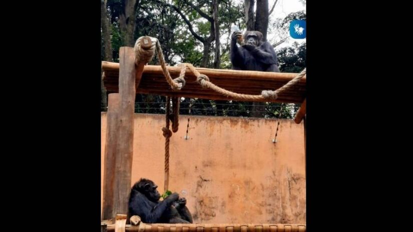 Parque Zoológico Municipal Quinzinho de Barros, Sorocaba, São Paulo / Reprodução/Instagram @Zoo_Sorocaba