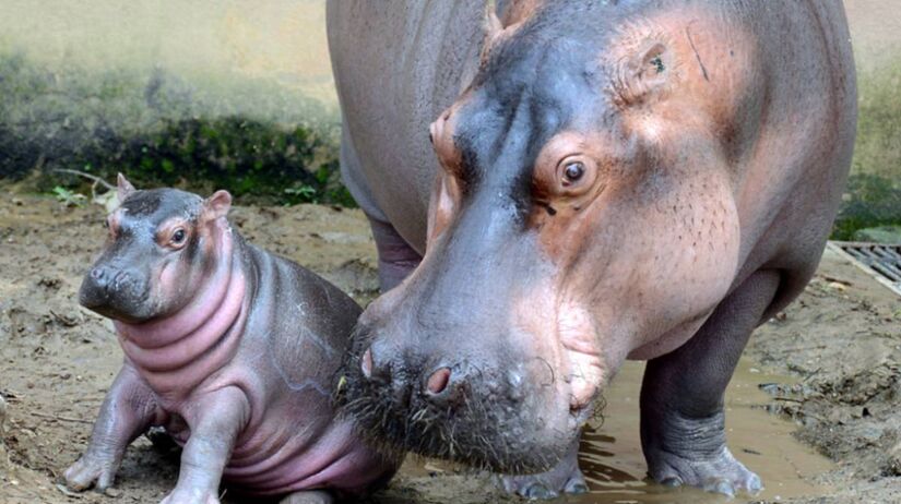 Parque Zoológico Municipal Quinzinho de Barros, Sorocaba, São Paulo / Divulgação/Prefeitura Municipal de Sorocaba