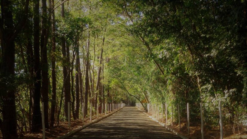 O Bosque Municipal Rangel Pietraroia conta com uma vasta vegetação da mata atlântica / Divulgação/Prefeitura Municipal de Marília