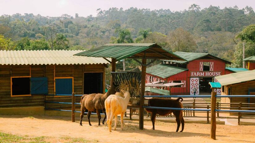 Mini Fazenda Petzoo / Divulgação/Site Mini Fazenda Petzoo