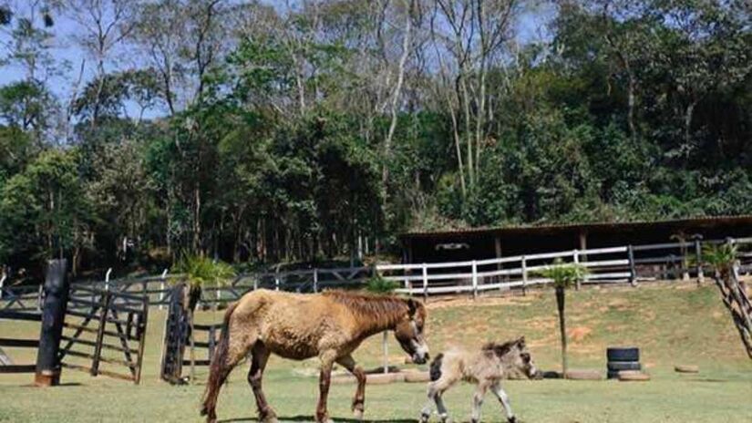 Passeios a cavalo garantem a diversão / Divulgação/Parque Della Vittoria