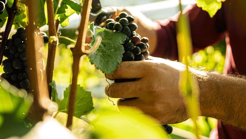 Vinicola Essenza, Santo Antônio do Pinhal, São Paulo / Divulgação/Site Espaço Essenza