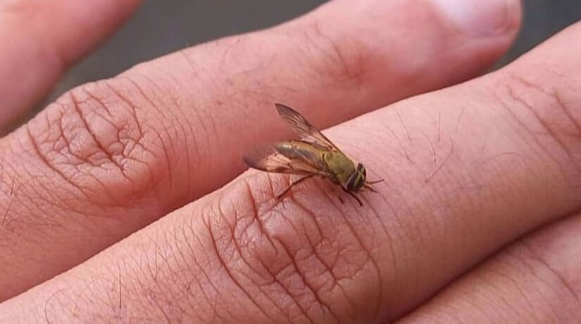 A mutuca quer mesmo o seu sangue e por isso ela te inferniza até que você consiga acabar com a vida dela / Bruno Neri