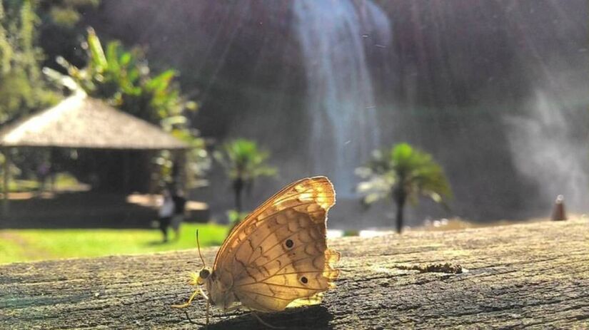 Natureza e Preservação na Cachoeira Grande, em Lagoinha / Divulgação/Cachoeira Grande