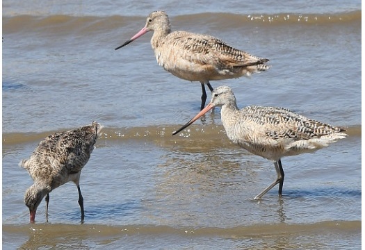 Aves ameaçadas de extinção: Maçarico-marmóreo / Foto de Daniel HInckley