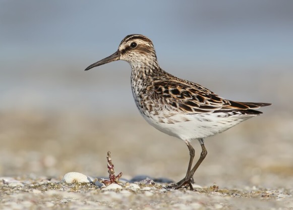 Aves ameaçadas de extinção: Pilrito-falcinelo / Foto Freepik