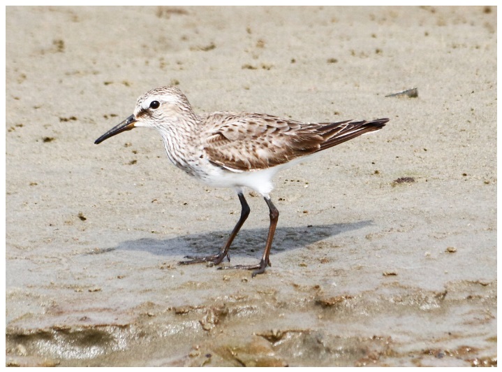 Aves ameaçadas de extinção: Maçarico-de-sobre-branco / Foto de Bruno Neri