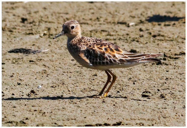 Aves ameaçadas de extinção: Maçarico-acanelado / Foto de Bruno Neri