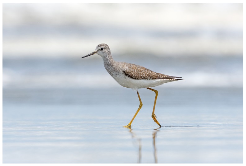 Aves ameaçadas de extinção: Maçarico-de-perna-amarela / Foto de Davi Pasqualeti