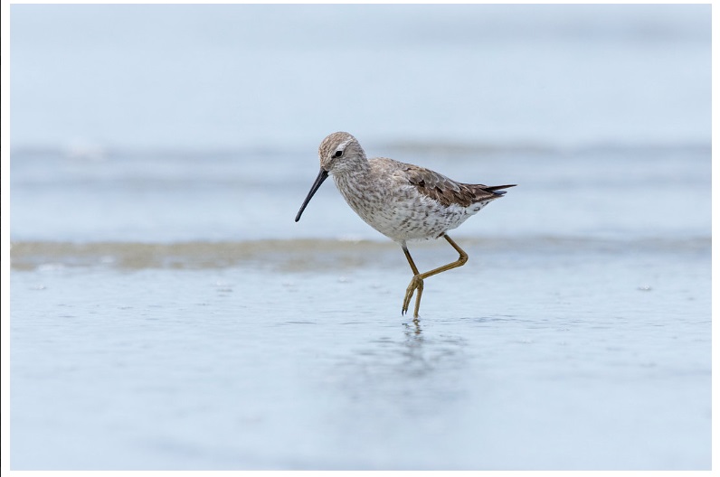 Aves quase ameaçadas de extinção Maçarico-pernilongo / Foto de Davi Pasqualeti