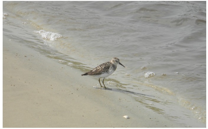 Aves quase ameaçadas de extinção Maçariquinho / Foto de Márcio Ribeiro