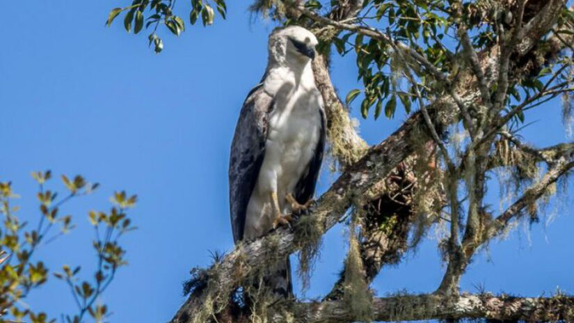 Durante as trilhas e passeios, é possível avistar animais / Divulgação/Governo de SP