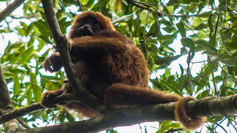 Parque Jaceguava / Divulgação/PMSP