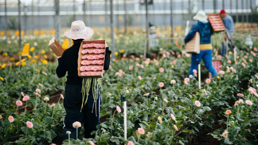 A 120 km da capital, Holambra é conhecida como a "Cidade das Flores" / Divulgação/PMH/Alexandre Pottes Macedo