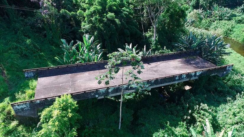 A retomada do espaço pelas árvores vai, lentamente, 'estrangulando' o ferro e o concreto / Renan Lousada/DL