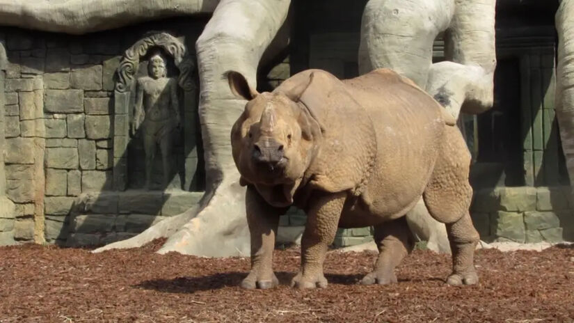 O Animália Park se preocupa também com a conservação das espécies ameaçadas de extinção / Divulgação