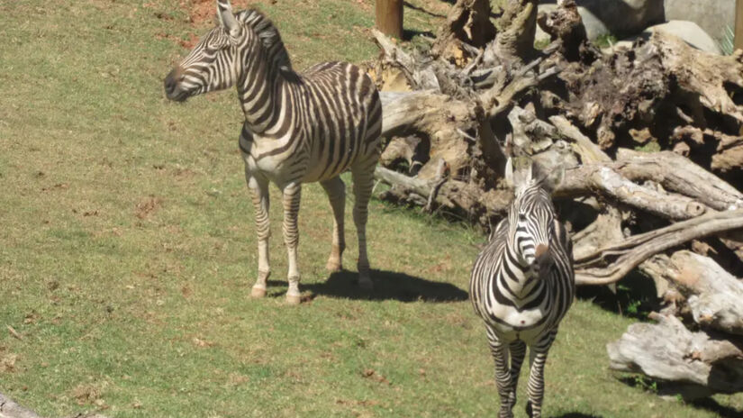 Oferecendo uma experiência única aos visitantes com a reserva repleta de animais incríveis / Divulgação