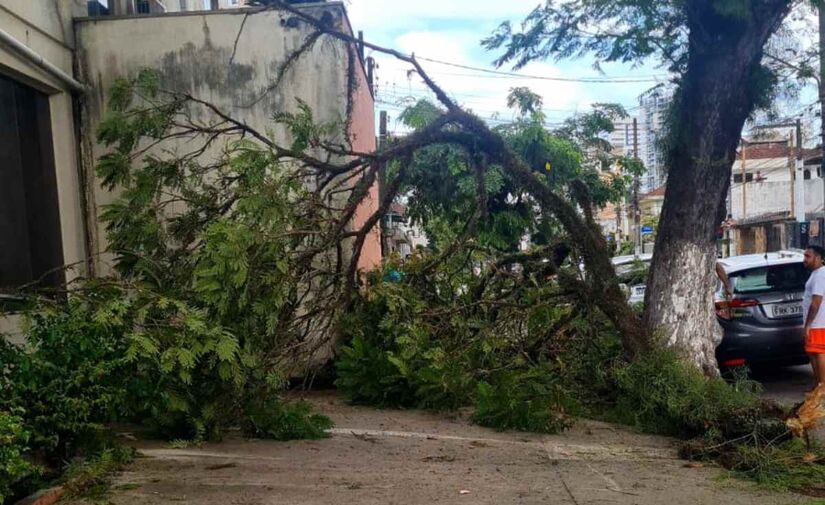 Divulgação/Ainda segundo a Administração Municipal, foi registrada a queda de um galho de grande porte na região