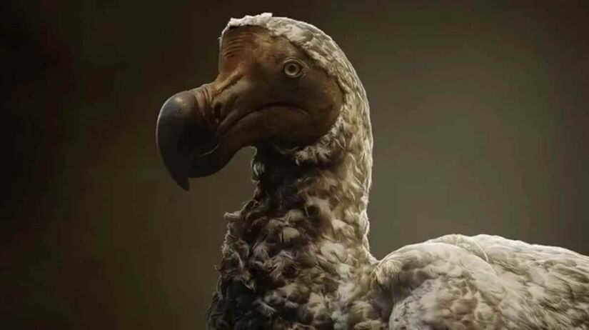 O caso de extinção mais famoso da história pode, sim, voltar à vida/Reprodução