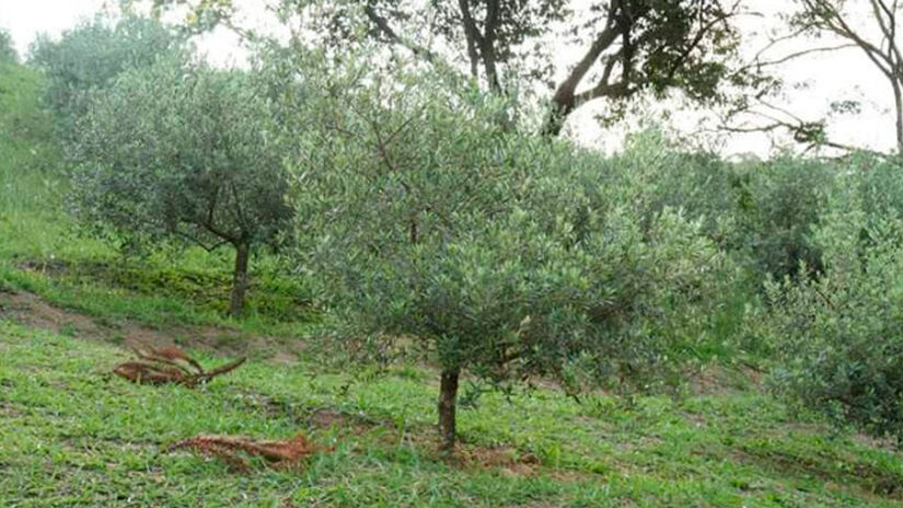 Divulgação/Prefeitura de Cunha - Conheça as condições de cultivo e faça uma prova sensorial de azeite extravirgem!