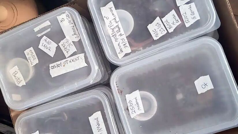 Ao todo, 135 répteis foram recolhidos. Crédito: Divulgação/Polícia Ambiental