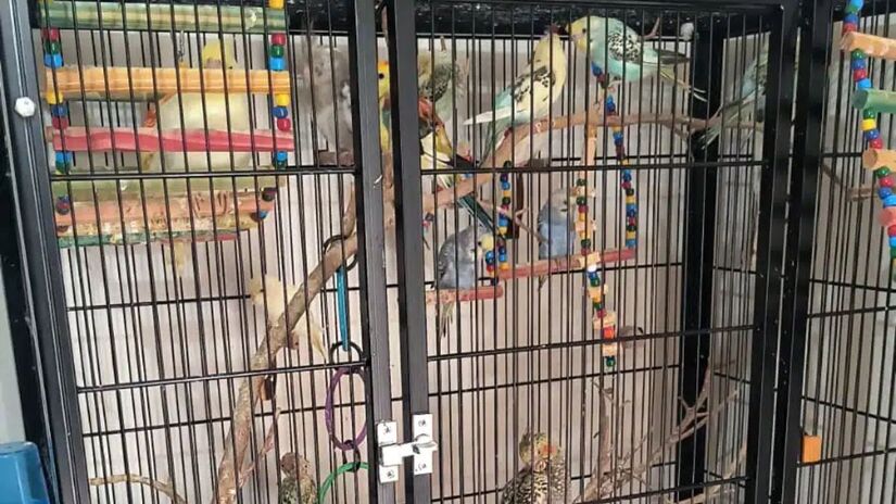 Outros 265 animais exóticos domésticos também foram recolhidos / Crédito: Divulgação/Polícia Ambiental