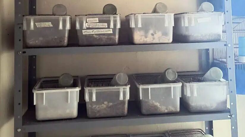 A ocorrência foi registrada como maus-tratos a animais exóticos / Crédito: Divulgação/Polícia Ambiental