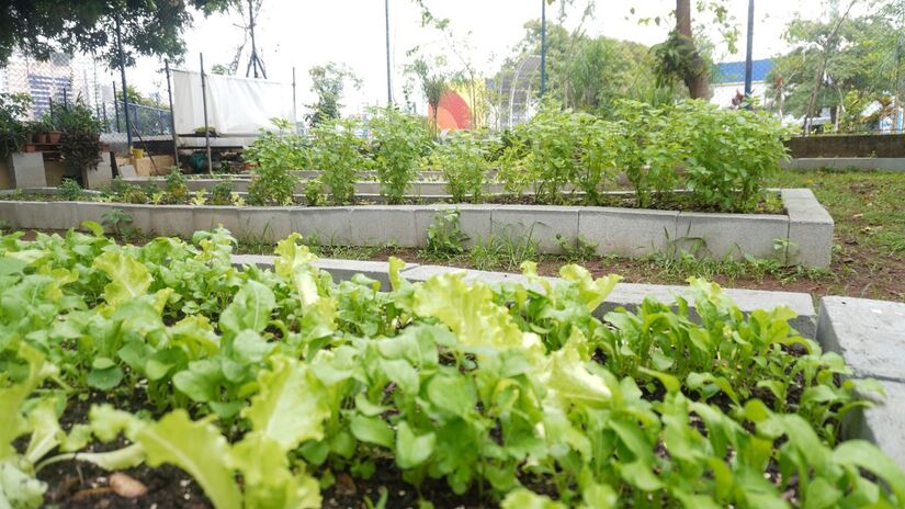 Plantação de horta orgânica na Estação da Cidadania / Foto: Renan Lousa/DL