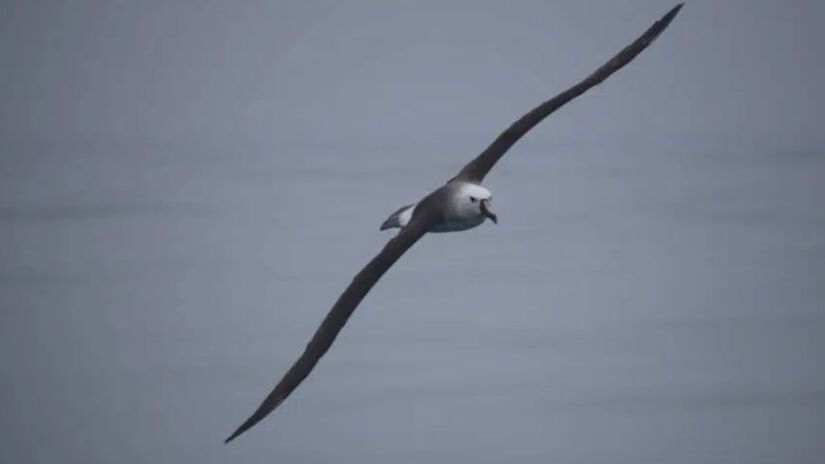 O albatroz-de-bico-amarelo-do-Atlântico, uma das espécies analisadas. Crédito: Patricia Serafini