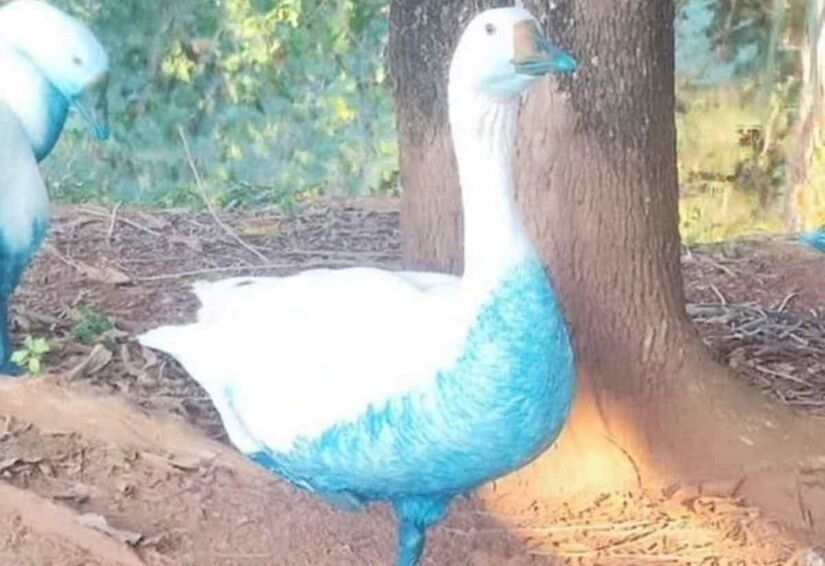 Para tentar ajudar os animais, equipes de apoio ao meio ambiente realizaram o resgate das aves/Divulgação/GRAD