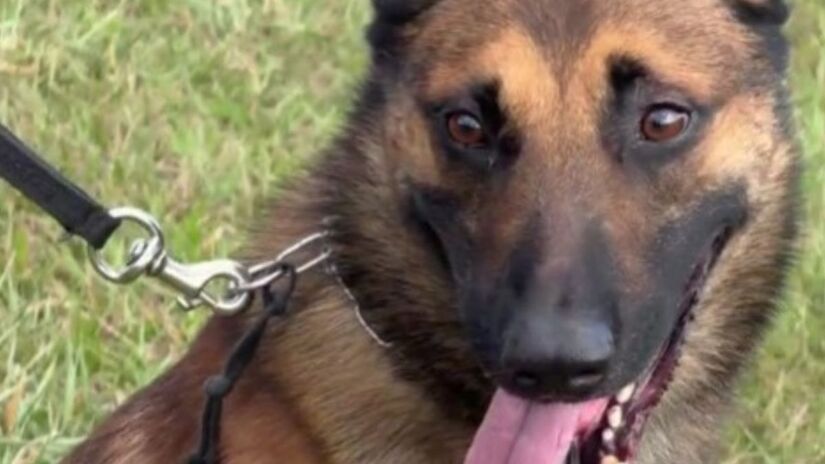 O pastor belga malinois, de 3 anos, integra o Canil da PM. Crédito: divulgação/ PMSP