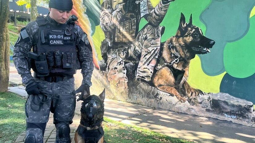 Todos os equipamentos utilizados pelo cão foram confeccionados de forma personalizada. Crédito: divulgação/ PMSP