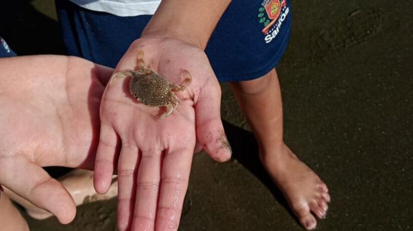 Os estudantes participaram de uma expedição para observar de perto a biodiversidade marinha na faixa de areia / Divulgação/PMS