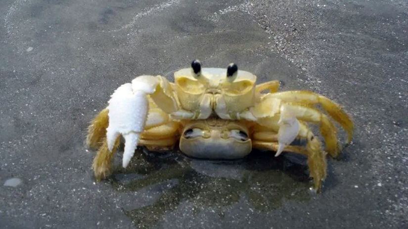 O Garoçá (Ocypode quadrata) também é conhecido como caranguejo-fantasma / Foto: Márcio Ribeiro