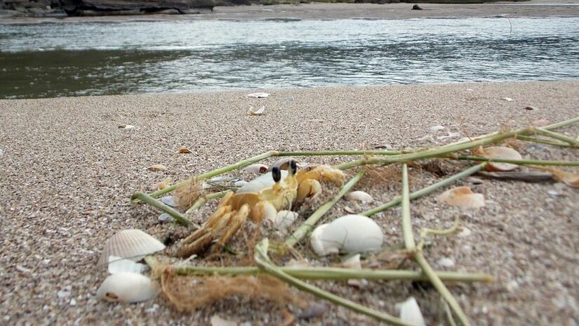 O Garoçá (Ocypode quadrata) também é conhecido como caranguejo-fantasma / Foto: Márcio Ribeiro