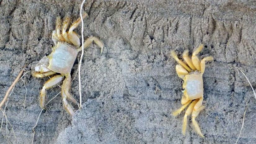 Esse caranguejo tem coloração branca e amarela, tons que se confundem com a areia da praia / Foto: Márcio Ribeiro