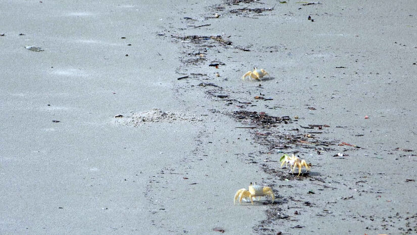 Esse caranguejo tem coloração branca e amarela, tons que se confundem com a areia da praia / Foto: Márcio Ribeiro