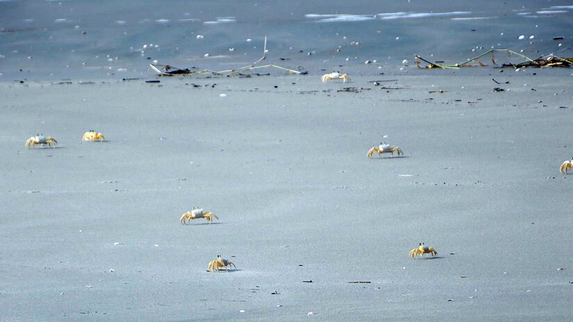 A espécie é encontrada em praias arenosas do litoral, tanto na parte mais afastada do mar quanto nas áreas mais próximas da água / Foto: Márcio Ribeiro