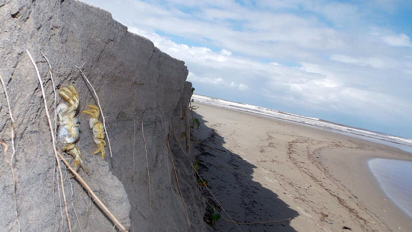 A espécie é encontrada em praias arenosas do litoral, tanto na parte mais afastada do mar quanto nas áreas mais próximas da água / Foto: Márcio Ribeiro