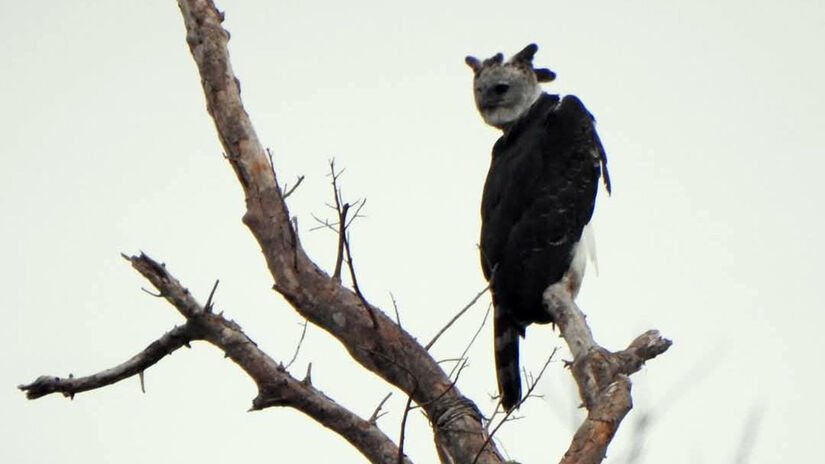 Uma grata surpresa foi o encontro com a Harpia (Harpia harpyja) / Foto: Fábio Barata