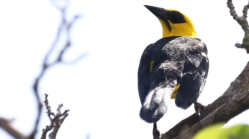 Na primeira trilha realizada, em Novo Airão  Rio Apuaú,  foram registradas  49 espécies de aves / Foto: Fábio Barata