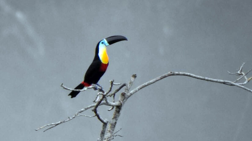 A expedição Uiara Birdwatching contabilizou 304 espécies no total / Foto: Fábio Barata