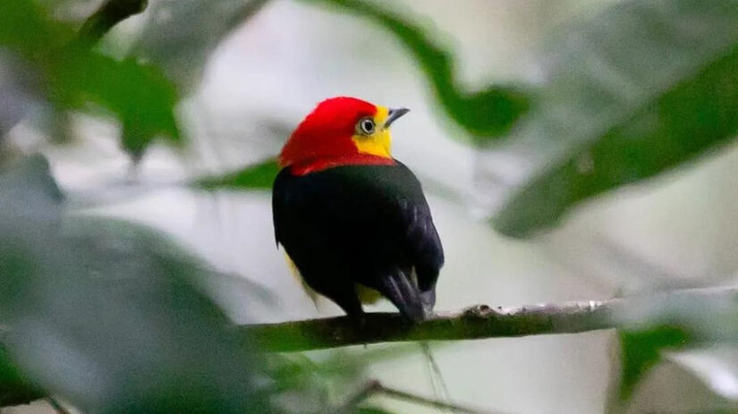 A expedição inédita ao Rio Negro (AM) rende fotos de aves  de rara beleza / Foto: Fábio Barata