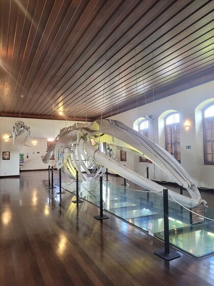 Cada novo animal que entrava no museu, rendia uma página inteira dos jornais (Acervo do Instituto de Pesca/Divulgação)