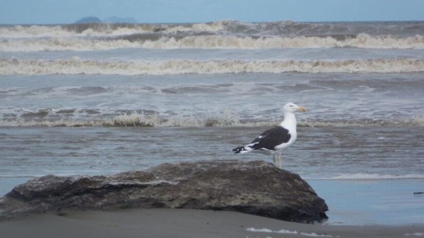 A Gaivota mais famosa no Brasil é o Gaivotão (Larus dominicanus). / Foto: Márcio Ribeiro/Diário do Litoral